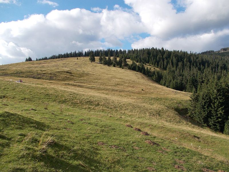 Pajiști și pădure de molid pe Platoul Padiș, în Munții Apuseni