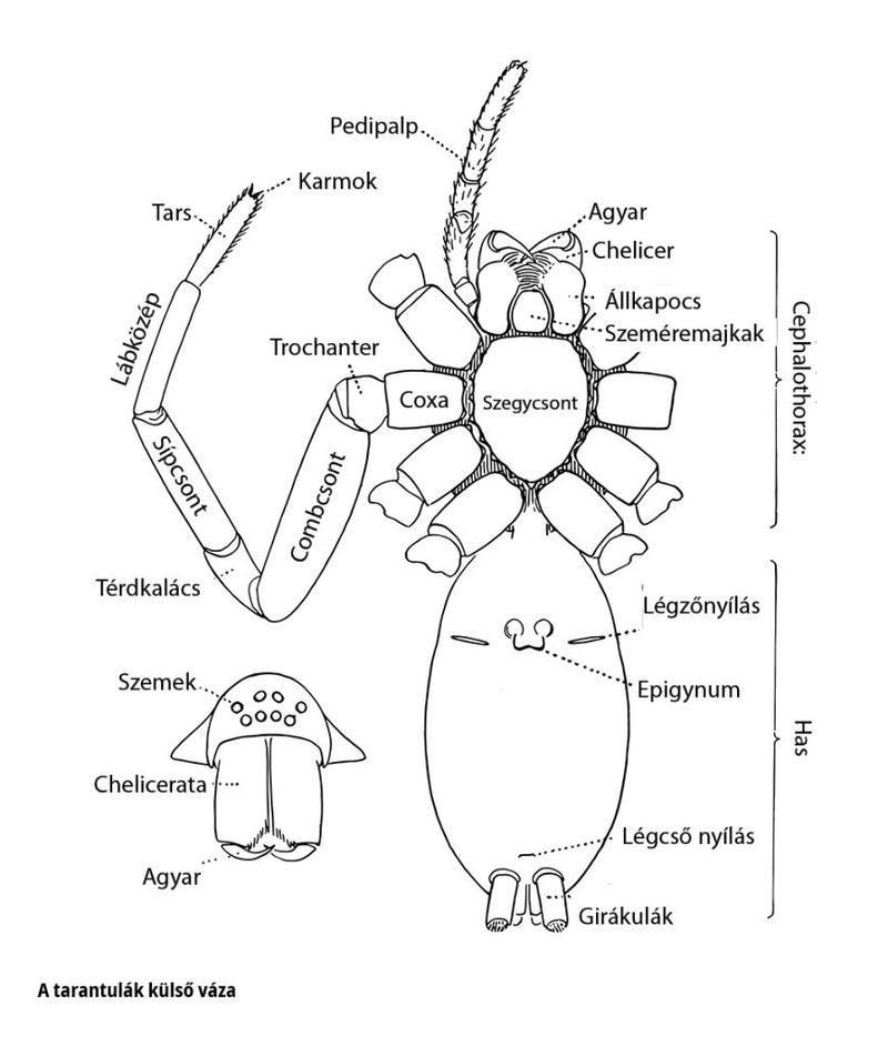 Muzeul Țării Crișurilor explică ce sunt tarantulele