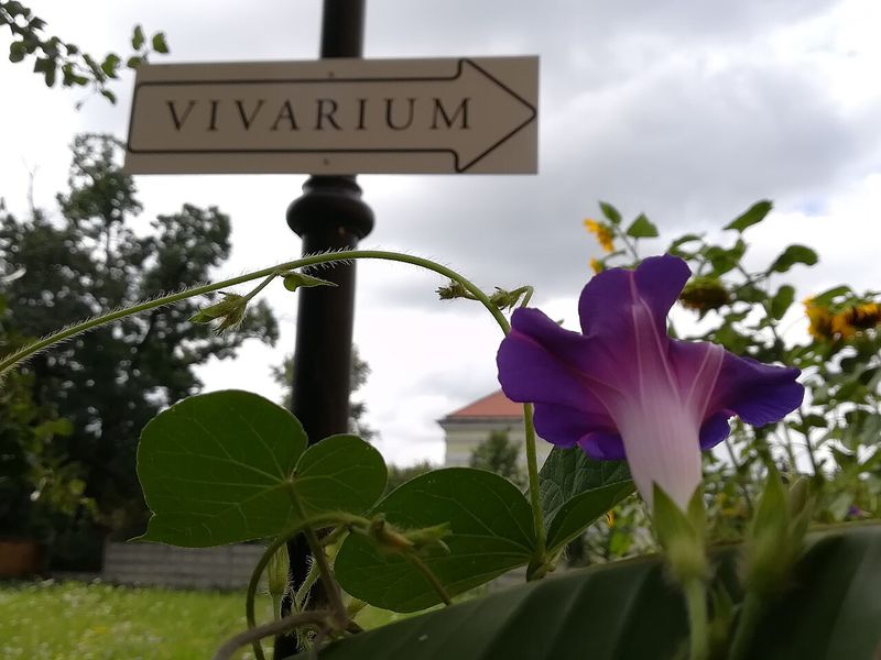 Indicator spre Vivarium în curtea Muzeului Țării Crișurilor din Oradea
