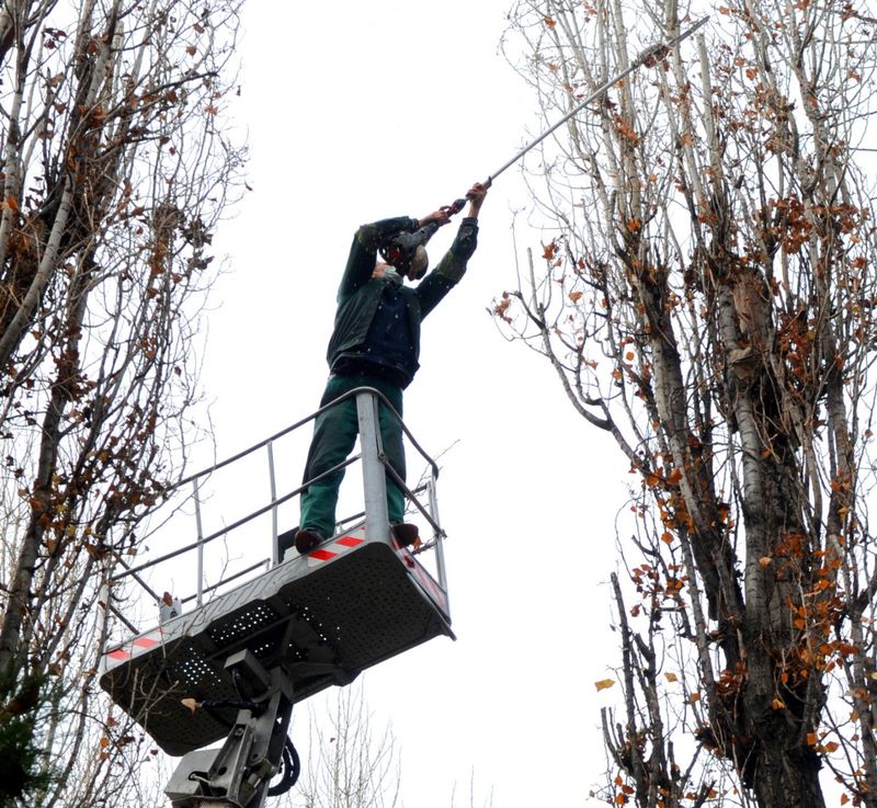 Toaletare și doborâre de arbori în Oradea, programate pe 5–9 octombrie