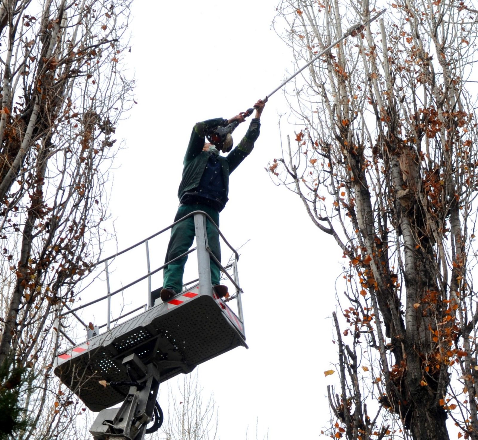 Toaletări și doborâri de arbori în Oradea, pe 14–18 septembrie